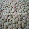 green lentils HPS quality dry green export/lentils